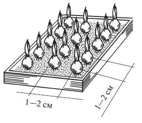 Посадка лука севка схема посадки