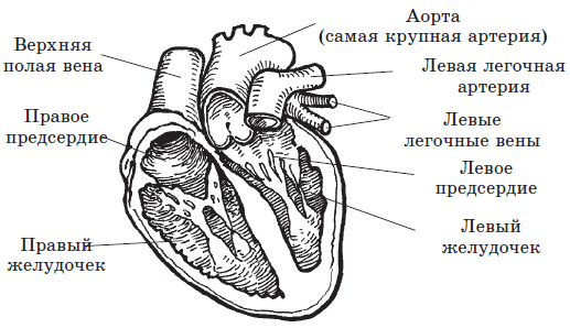 Сердце рисунок анатомия схема