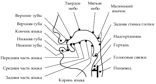 Строение артикуляционного аппарата логопедия речевая карта