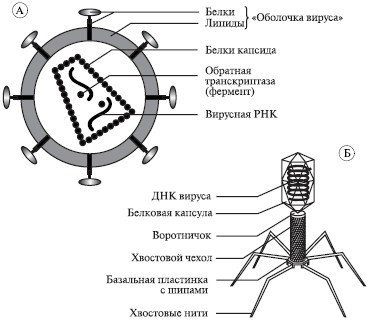 Вич рисунок микробиология