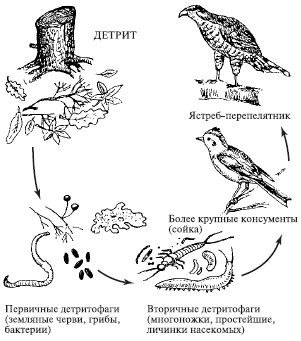 Схема круговорота веществ в природе в которой участвует некрупная птица 5 класс