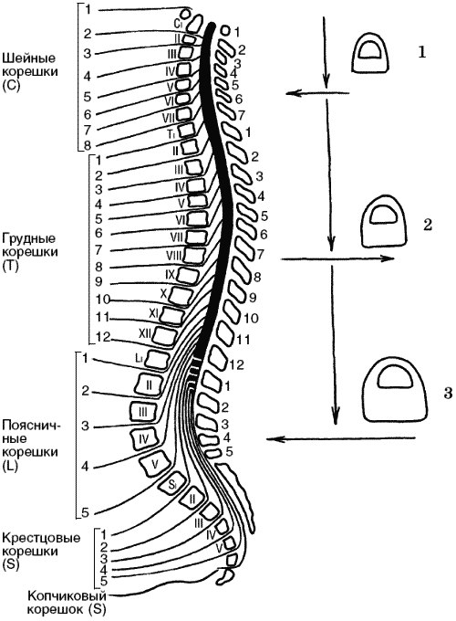 Схема позвоночника. L4-s1 отдел позвоночника схема. S1 s2 позвонки. Позвоночник схема Корешков. S2-s4 позвонки.
