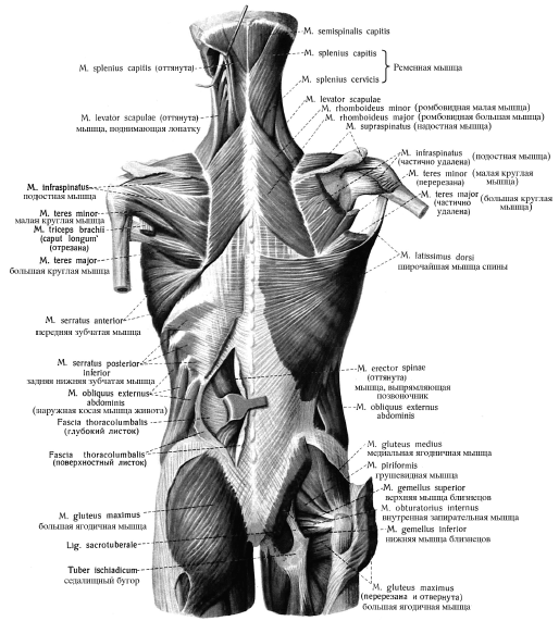 Мышцы шеи и спины сзади анатомия