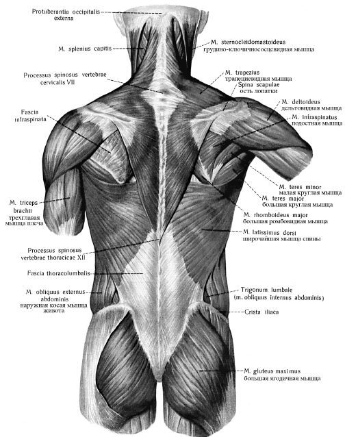 Задняя поверхность туловища. Мышцы спины анатомия атлас. Анатомический атлас мышцы шеи и спины. Мышцы туловища анатомия атлас. Мышцы спины анатомия человека для массажа.