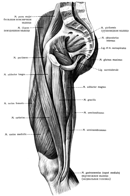 Мышцы таза и бедра анатомия человека