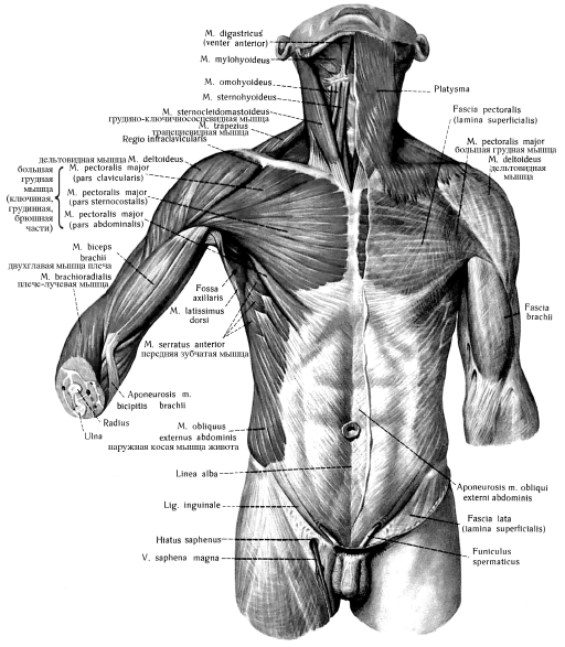 Мышцы плечевого пояса анатомический атлас