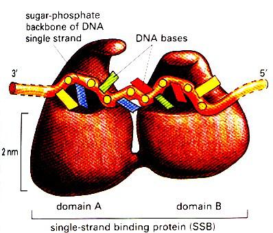 Ssb белок. Репликация ДНК SSB белки. Функции SSB белков. SSB белок функция.