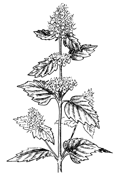 Мелисса рисунок растения