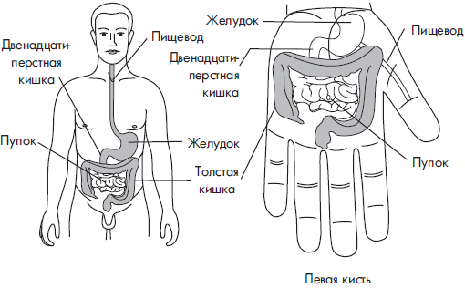 Строение пупка человека схема