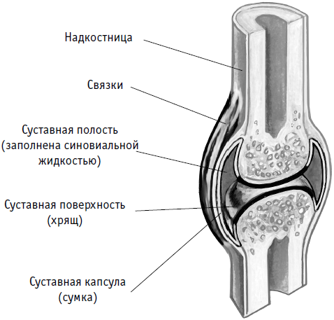 Какой цифрой на рисунке обозначена суставная полость