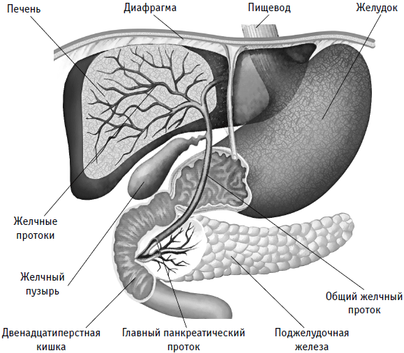 Желудок желчный пузырь поджелудочная железа. Желчный пузырь и поджелудочная железа схема. Анатомия протоков печени и поджелудочной железы. Анатомия протоков поджелудочной железы и желчного пузыря. Строение желчного пузыря и поджелудочной железы.