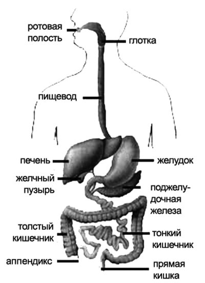 В пищеводе железы расположены в. Желудочный тракт человека строение и функции. ЖКТ человека строение и функции анатомия и физиология. Пищевод человека строение рисунок анатомия и физиология.