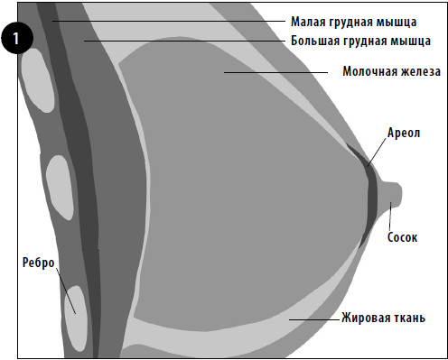 Типы женской груди картинка