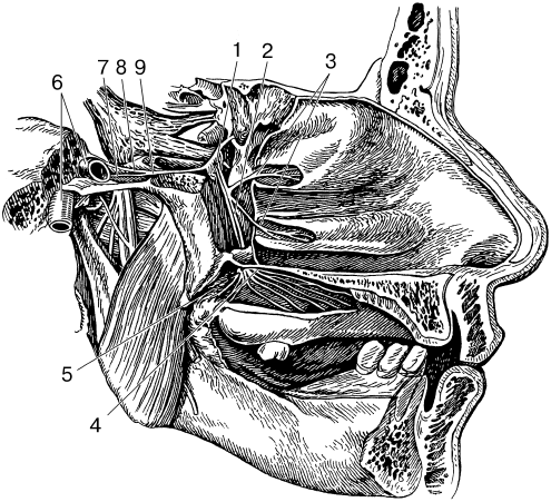 Ветви крылонебного узла. Крылонебный узел топография. Крылонебный узел анатомия. Топография глубокой области лица. Глубокая область лица Оперативная хирургия.