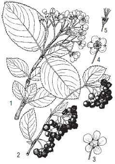 Арония черноплодная рисунок