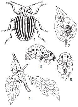 Рассмотри рисунок развития колорадского жука отметь на рисунке с помощью цифр