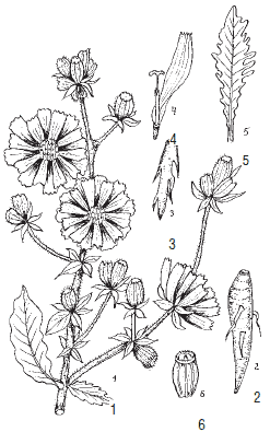 Цикорий обыкновенный диаграмма цветка