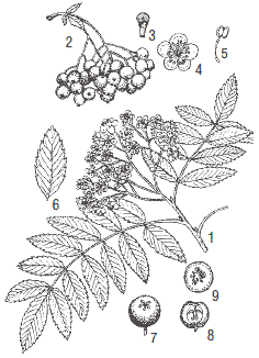 Плоды рябины рисунок