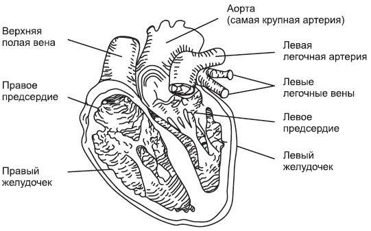 Строение сердца чб рисунок