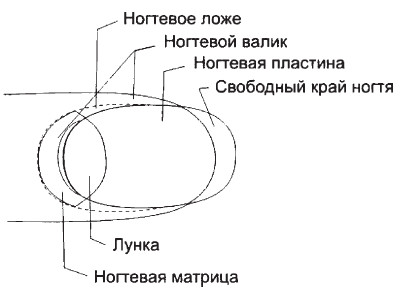 Схема ногтевой пластины. Строение ногтя. Строение ногтевой пластины. Схема строения ногтя.