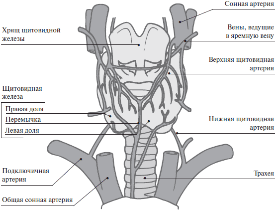 Артерии щитовидной железы. Кровоснабжение и иннервация щитовидной железы схема. Артерии щитовидной железы схема. Иннервация щитовидной железы схема. Кровоснабжение щитовидной железы анатомия схема.