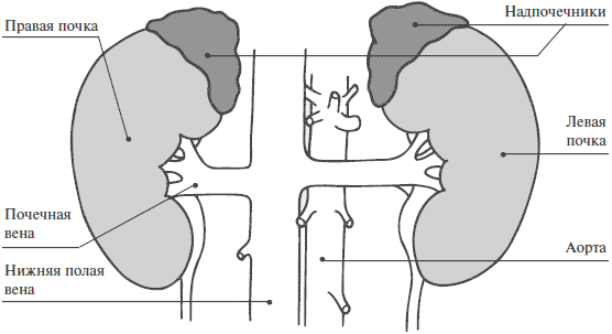 Надпочечники схема корнилова