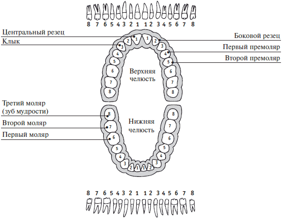 Зубы на схеме восьмерки