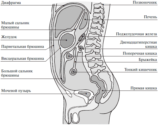 Схема органов в брюшной полости человека