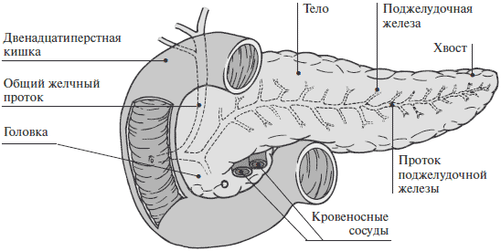 Структура железа рисунок. Строение поджелудочной железы человека схема. . Схема строения желудочной железы. Строение поджелудочной железы рисунок. Строение поджелудочной железы схематическое.