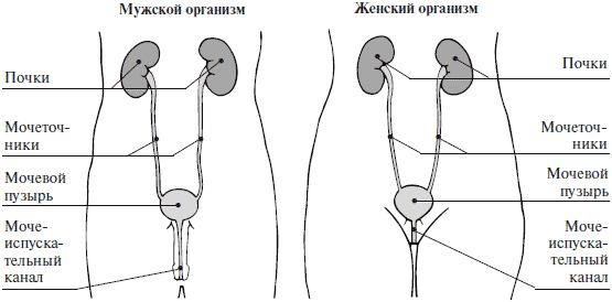 Схема мочеполовой системы у женщин