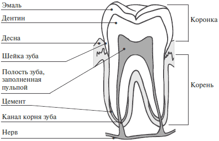Схема строения зуба рисунок