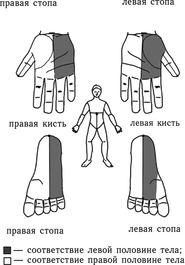 Левая и правая половины тела. Системы соответствия на кистях. Основная система соответствия кисти. Правая и левая половина тела.