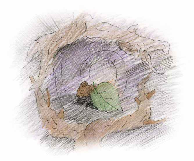 Европейская норка тамбовская область. Европейская норка mustela lutreola (linnaeus, 1761). Емельянов денис эдвардович. Стишок про норку. Норка для норы книга.