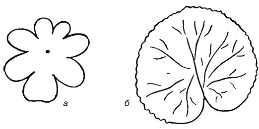 Листок фиалки нарисовать