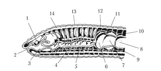 Внутреннее строение дождевого червя рисунок без подписей