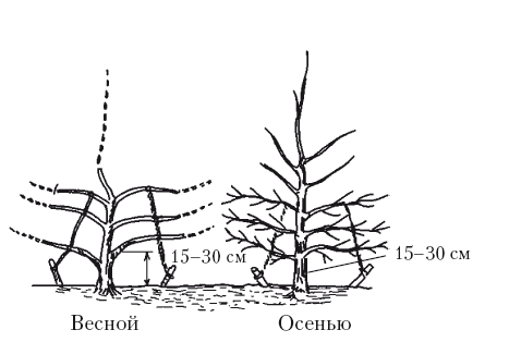 Обрезка яблони веретено схема