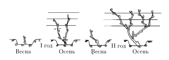 Актинидия схема посадки мужских и женских