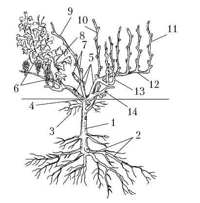 Куст винограда схема строения