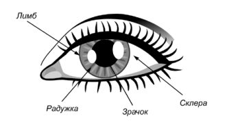 Строение глаза рисунок чб