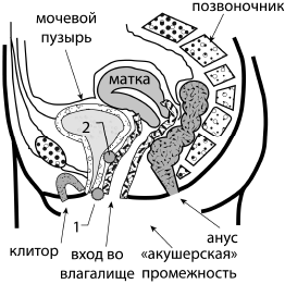 Половой акт на схеме