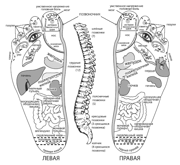 Стопа позвоночник. Зоны соответствия Су Джок на стопе. Стопа проекция органов схема. Су Джок проекция позвоночника на стопе. Проекция органов тела на стопе.