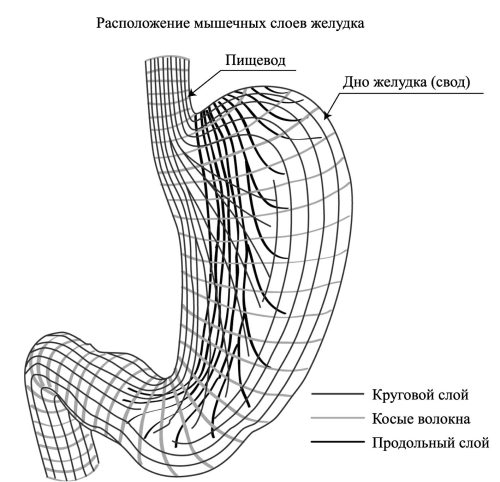 Стенки способны растягиваться