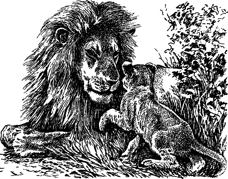 Читать 3 льва. Чёрно-белые рисунки вытянутые со львом. Наши братья меньшие | Гржимек Бернхард. Гржимек б. Серенгети не должен.