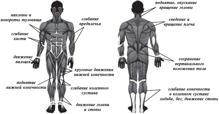 Какой цифрой на рисунке обозначены мышцы сгибающие и вращающие туловище вокруг продольной оси