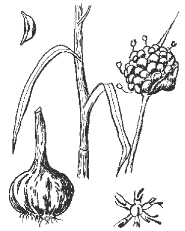 Чеснок желчь. Чеснок. Раскраска строение чеснока. Строение чеснока Разукрась. Строение чеснока.