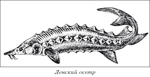 Как нарисовать стерлядь