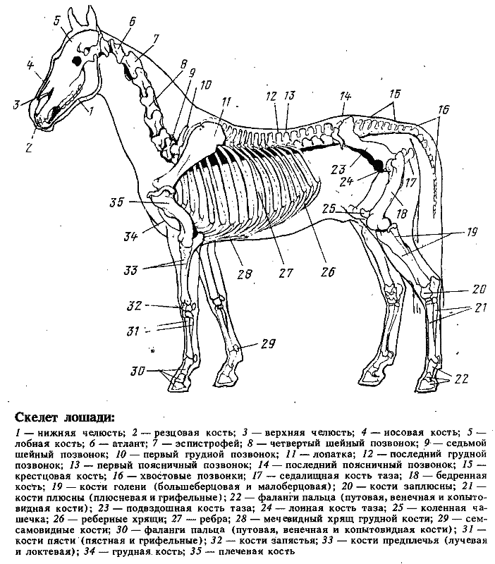 Скелет лошади картинки