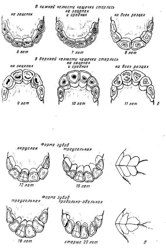 Зубы лошади определение возраста. Определение возраста лошади. Возраст лошади по зубам таблица. Зубы лошади по возрасту таблица.