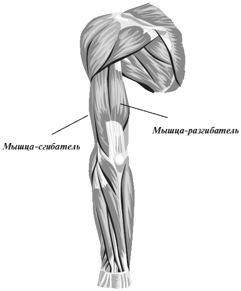 Мышцы локтевого сустава. Мышцы сгибатели локтевого сустава. Мышцы сгибатели и разгибатели руки. Мышцы разгибатели локтевого сустава. Локтевой разгибатель мышц руки.