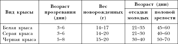 Сколько лет крысе по человеческим меркам, сколько лет …